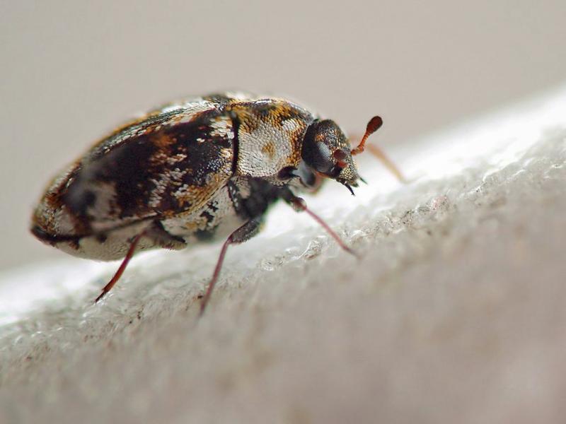 חיפושיות שטיח: חרקים קטנים שגורמים נזק גדול