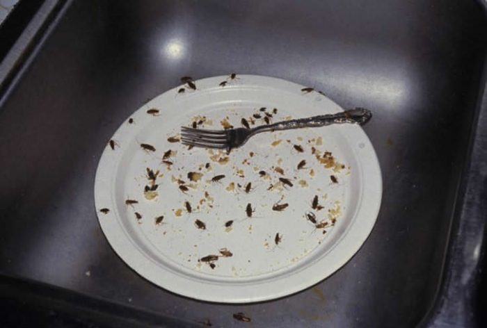 צלחת עם שאריות אוכל וג'וקים