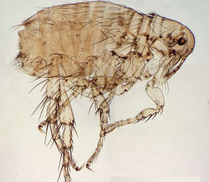 פרעוש כלבים