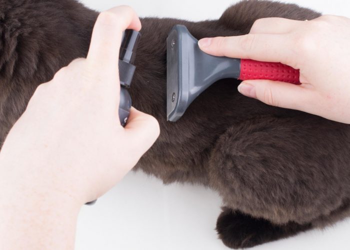 אדם מסרק פרעושים בעזרת מסרק שיער חתול