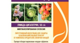 קוטל חרקים קראטה זאון