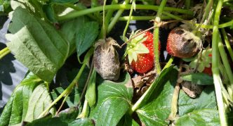 נזקי קרדית תות שדה לצמחים