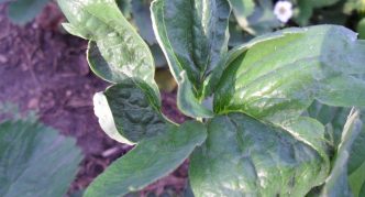 נזק לעלי תות שדה על ידי קרדית תות שדה