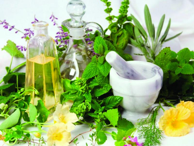 הדברת פשפשים: תרופות עממיות יעילות להיפטר ממזיקים