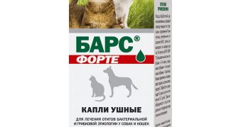 טִיפּוֹת אוֹזנַייִם