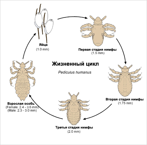 מחזור ההתפתחות של כינה