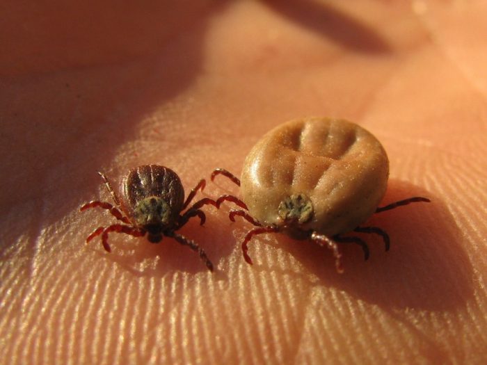 קרציות על העור