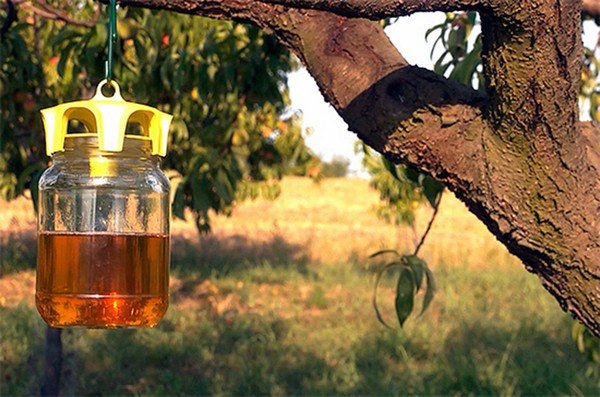 מלכודת מתוקה על עץ