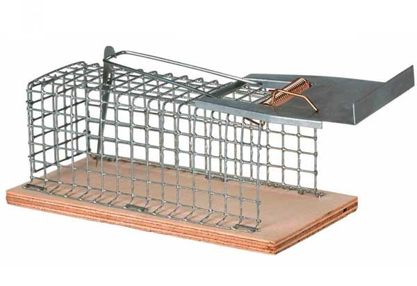 כלוב מלכודת עכברים