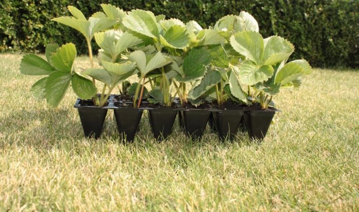 שתילי תותים בקסטה