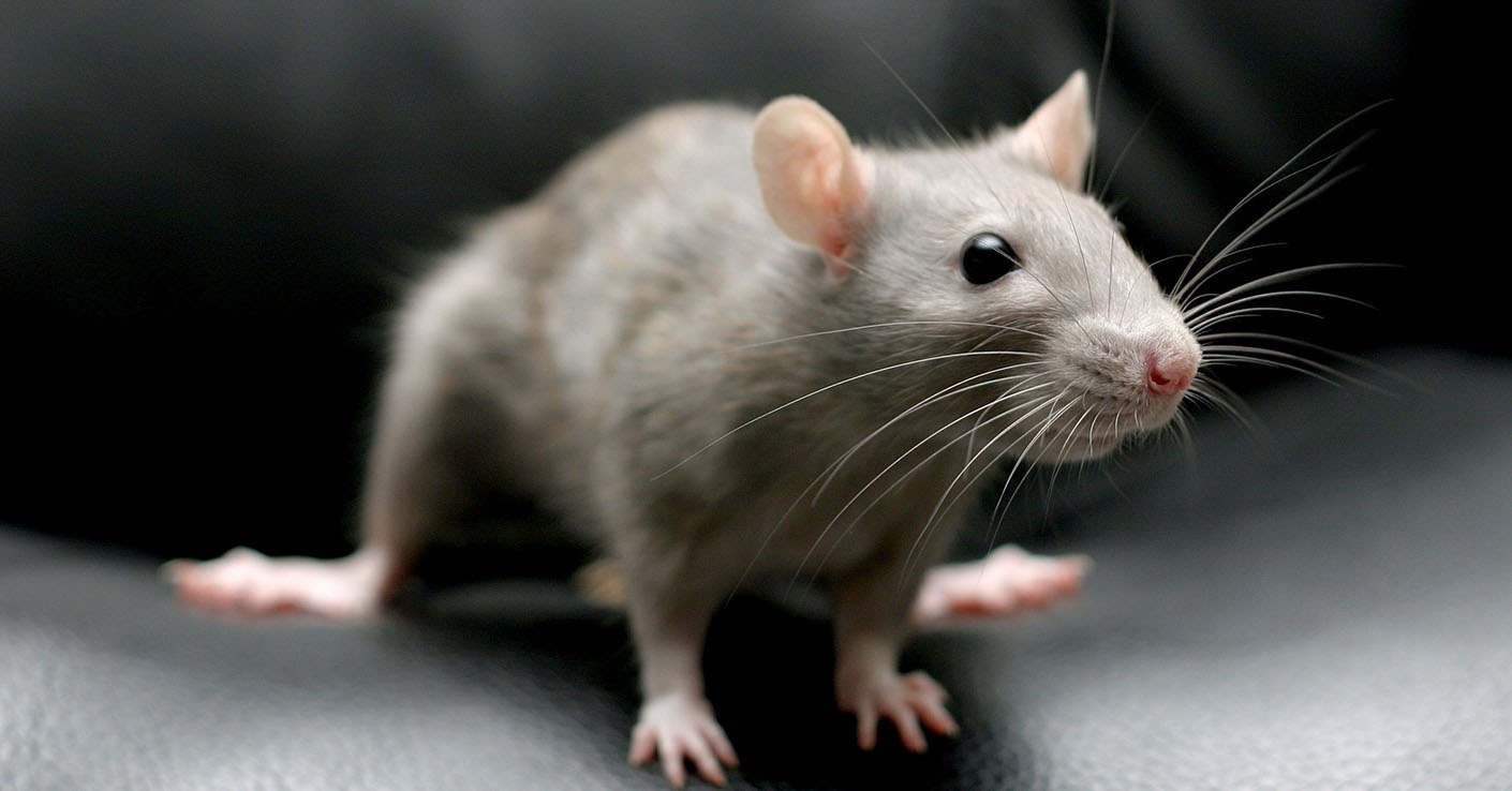 איך לתפוס חולדה בבית