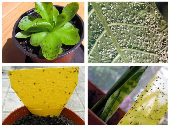 קולאז' של תמונות של יתושים על פרחים