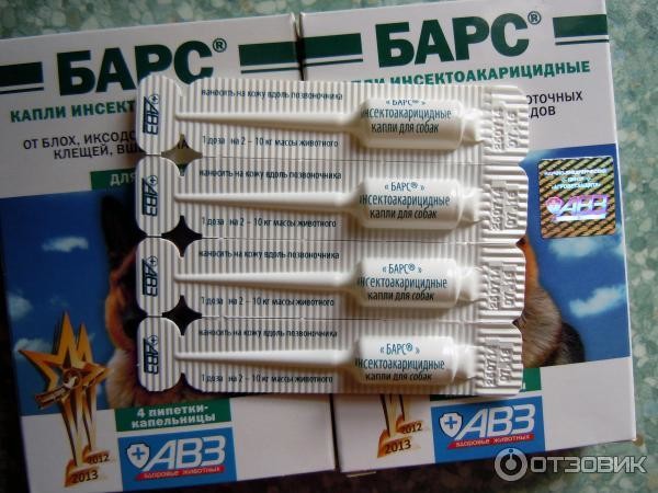 פיפטות טפטפת