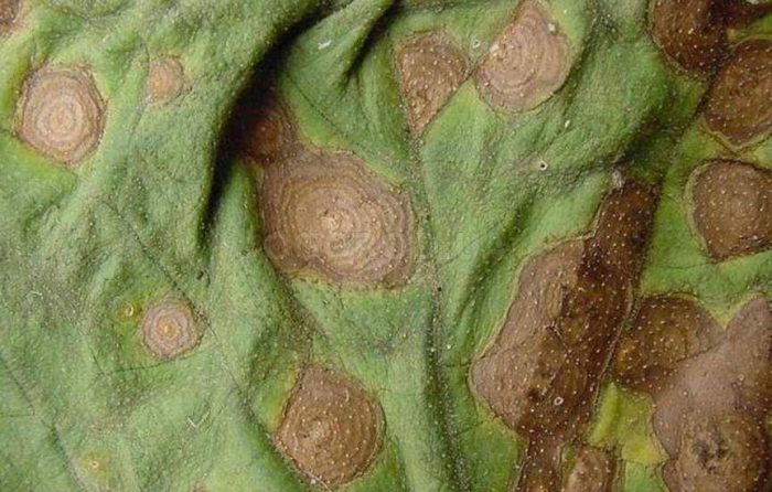 אלטרנריה על עלה של צמח