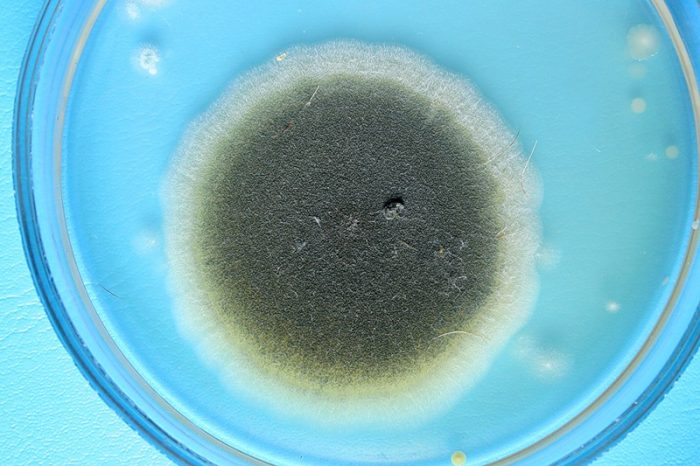 אספרגילוס במבחנה