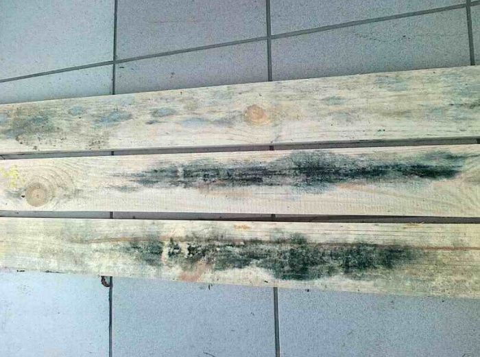 לוחות עם פטריות