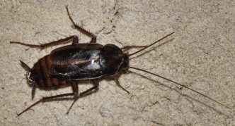 חיפושית שחורה