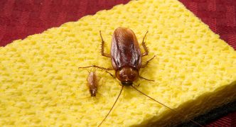 ג'וק אמריקאי