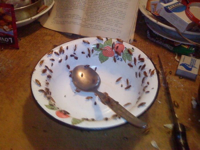 ג'וקים על צלחת