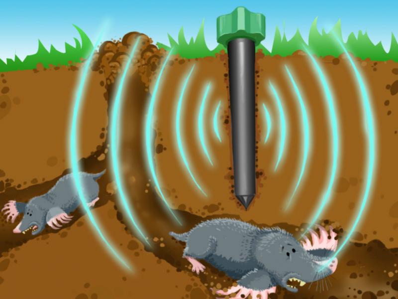 דוחה אולטרסאונד: דרך הומנית להיפטר מחפרפרות