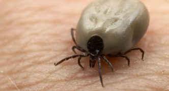 קרצייה שניזונה היטב