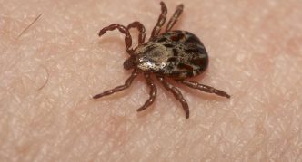 קרצית איקסודיד