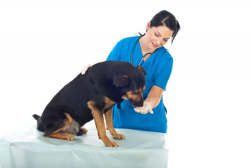 טבליות נקסגארד של פרונטליין - להרוג קרציות ופרעושים על הכלבים שלכם