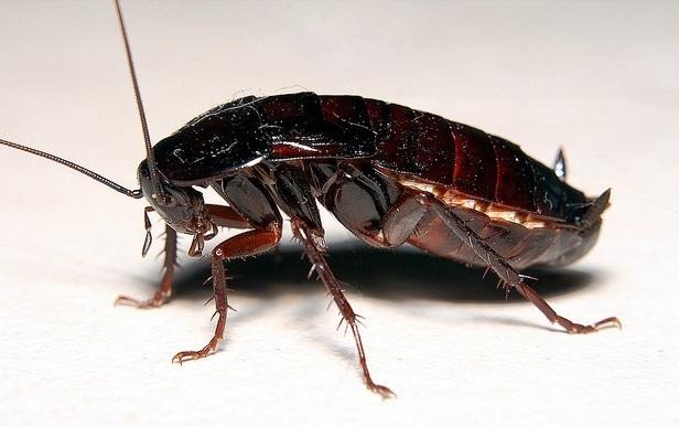 חיפושית שחורה