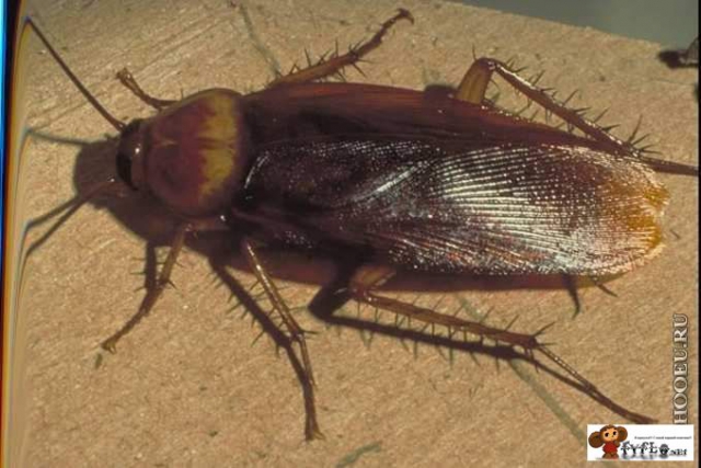 ג'וק וייטנאמי