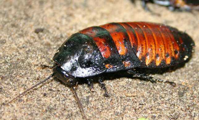 ג'וק מדגסקר