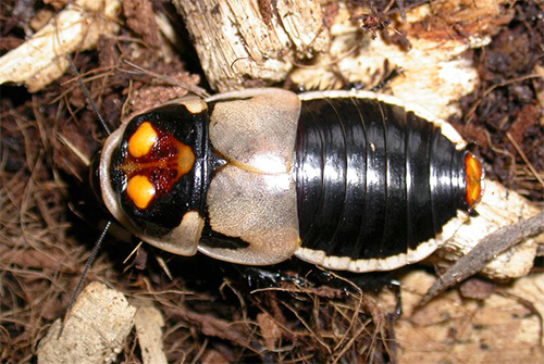 מכונית ג'וקים