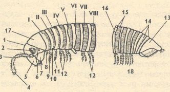 תרשים של מבנה הגוף של מרבה רגליים