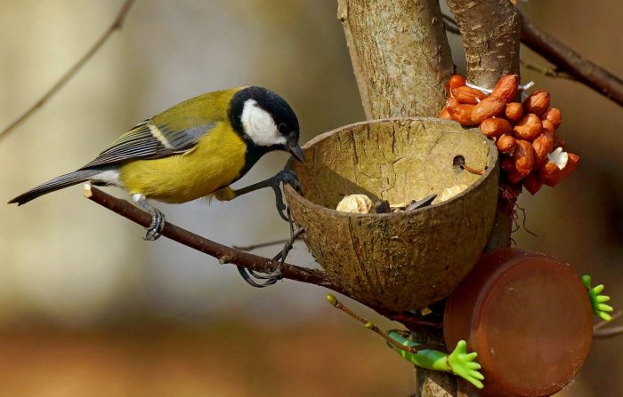 ירגזי ליד מתקן האכלה