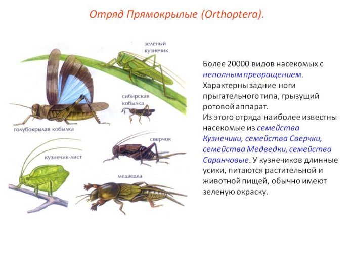 עובדות על הסדר Orthoptera