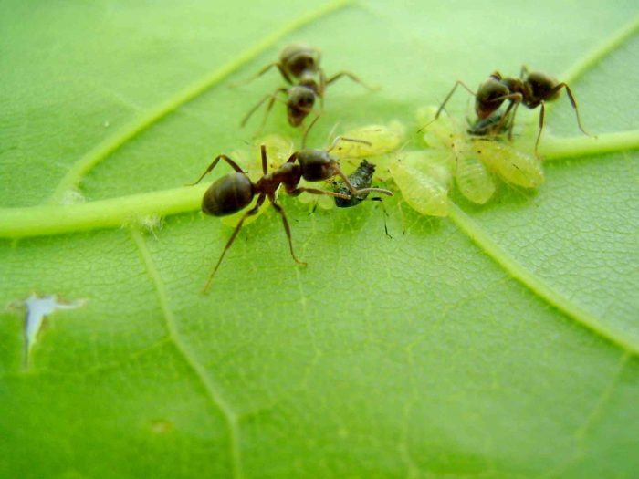 כנימות ונמלים על עלה