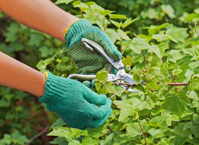גיזום קיץ של דומדמניות