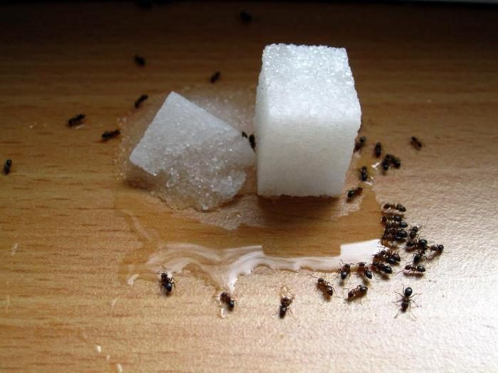 סוכר מזוקק, חומצה בורית ונמלים