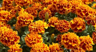 צִפּוֹרנֵי הַחָתוּל