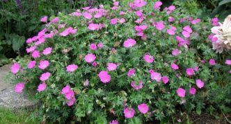 גרניום גינה