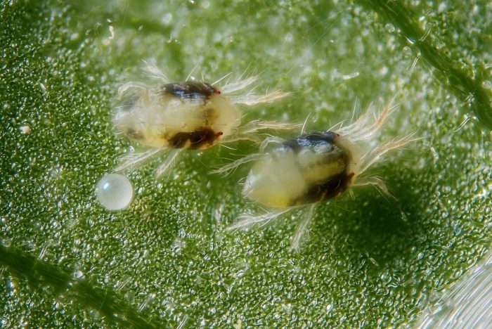 קרדית עכביש
