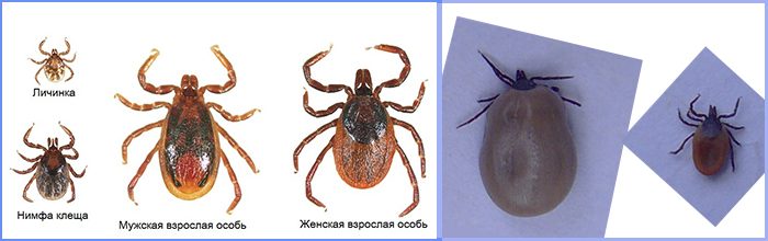 שלבי התפתחות של קרציות טפיליות