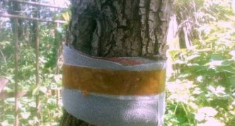 חגורה דו-צדדית