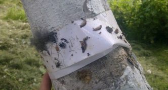 חגורת לכידה דביקה