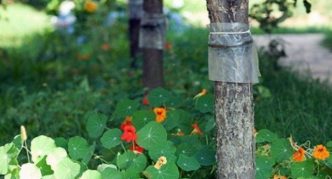 חגורת לכידה רעילה