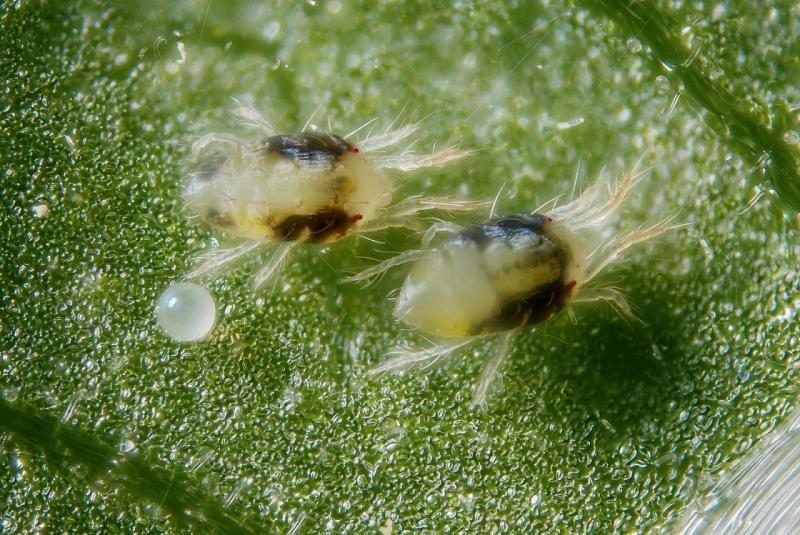 שתי קרדית עכביש על עלה של צמח
