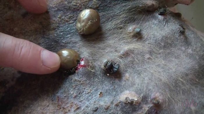 קרציה על בעל חיים