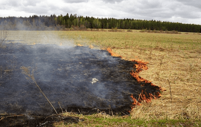 שריפת עץ מת