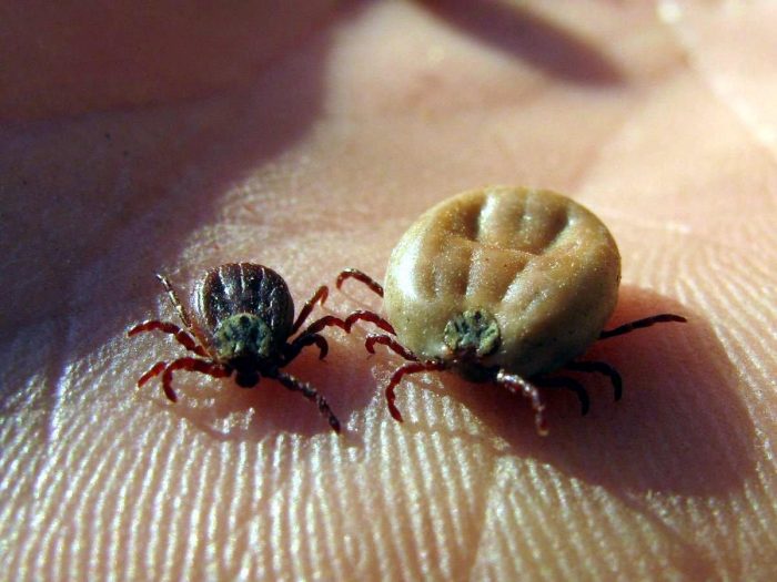 זכר ונקבה שמנוזלת היטב