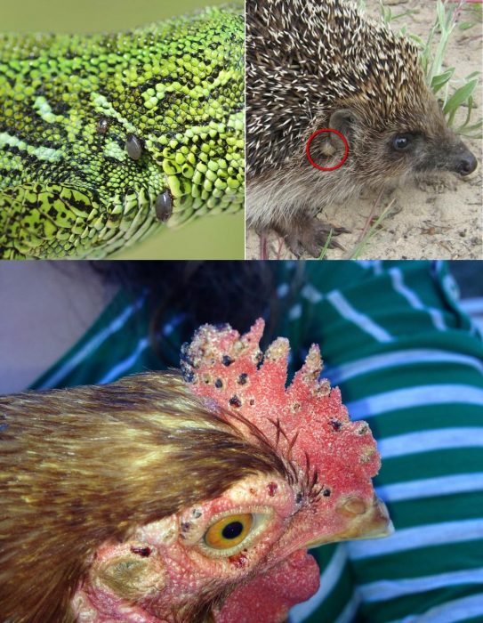 קרציות על חיות בר ובית