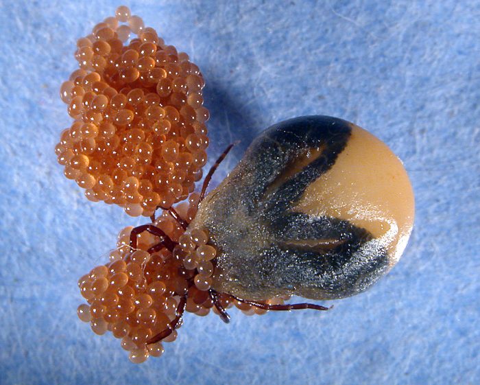 אחיזת ביצי קרציות